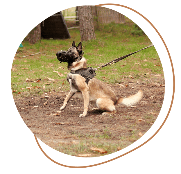 Domaine de Gazzo Padovano : formation chiens de détection à Sury-aux-Bois près d'Orléans & Montargis (45)
