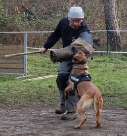 Domaine de Gazzo Padovano : formation dresseur canin à Sury-aux-Bois près d'Orléans & Montargis (45)