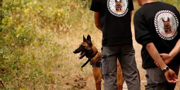 Domaine de Gazzo Padovano : élevage & dressage chiens à Sury-aux-Bois près d'Orléans & Montargis (45) 