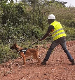 Domaine de Gazzo Padovano : formation éducateur canin à Sury-aux-Bois près d'Orléans & Montargis (45) 