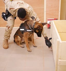 Domaine de Gazzo Padovano : formation canine à Sury-aux-Bois près d'Orléans & Montargis (45) 