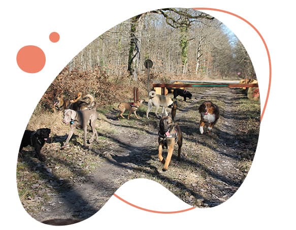 Domaine de Gazzo Padovano : comportementaliste chien à Sury-aux-Bois près d'Orléans & Montargis (45)