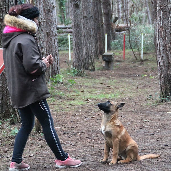 Domaine de Gazzo Padovano : comportementaliste chien à Sury-aux-Bois près d'Orléans & Montargis (45)