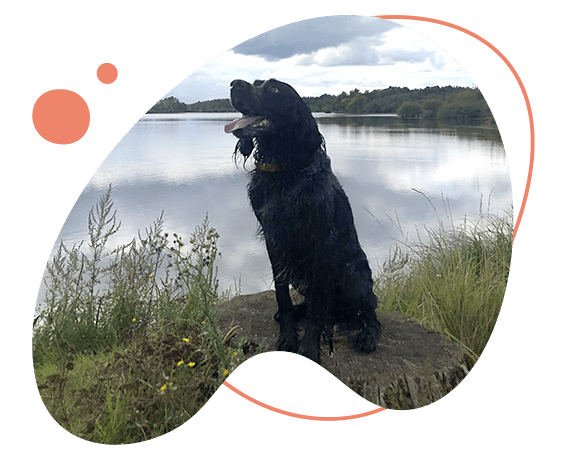 dressage chien 45