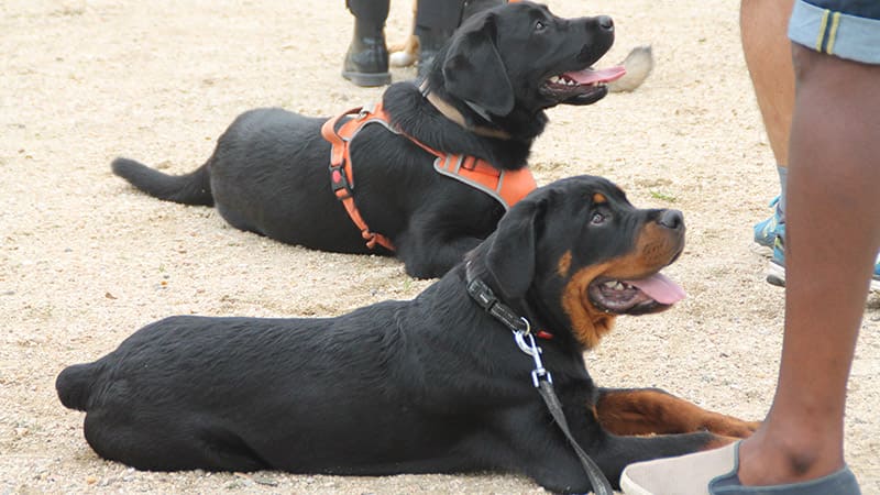 Domaine de Gazzo Padovano : éducateur canin à Sury-aux-Bois près d'Orléans & Montargis (45)