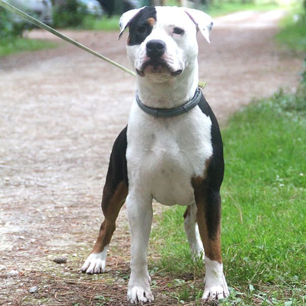 Domaine de Gazzo Padovano : pension canine à Sury-aux-Bois près d'Orléans & Montargis (45)