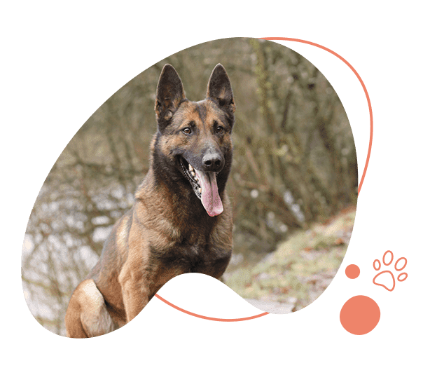 Domaine de Gazzo Padovano : pension chiens pour vacances d'été à Sury-aux-Bois près d'Orléans & Montargis (45)