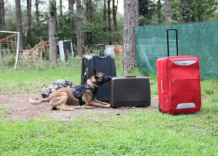 éducation canine Sury-aux-Bois